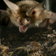 A pallid bat pouncing on a giant desert hairy scorpion, which is larger than the Arizona bark scorpion. (Image: Anand Varma)